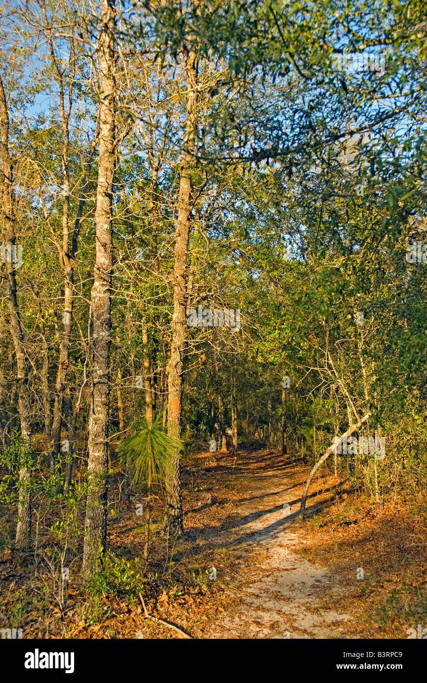 Escursionismo il sentiero della Florida attraverso il Camp Blanding militare prenotazione e base di formazione vicino a Starke Foto Stock