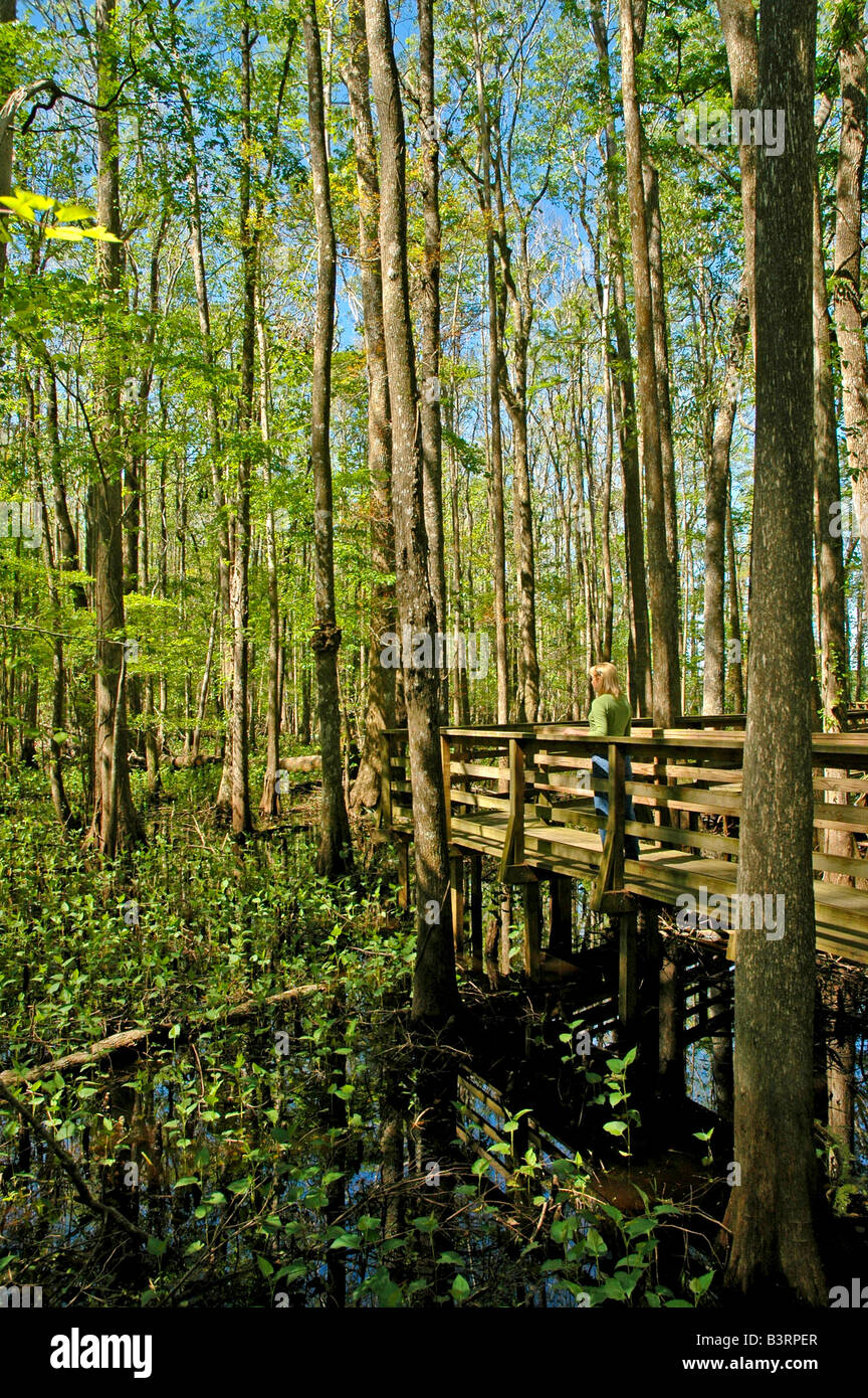 Florida donna sola sul Boardwalk in bright green cypress swamp, luminosi colori primaverili iconica immagine della Florida Foto Stock
