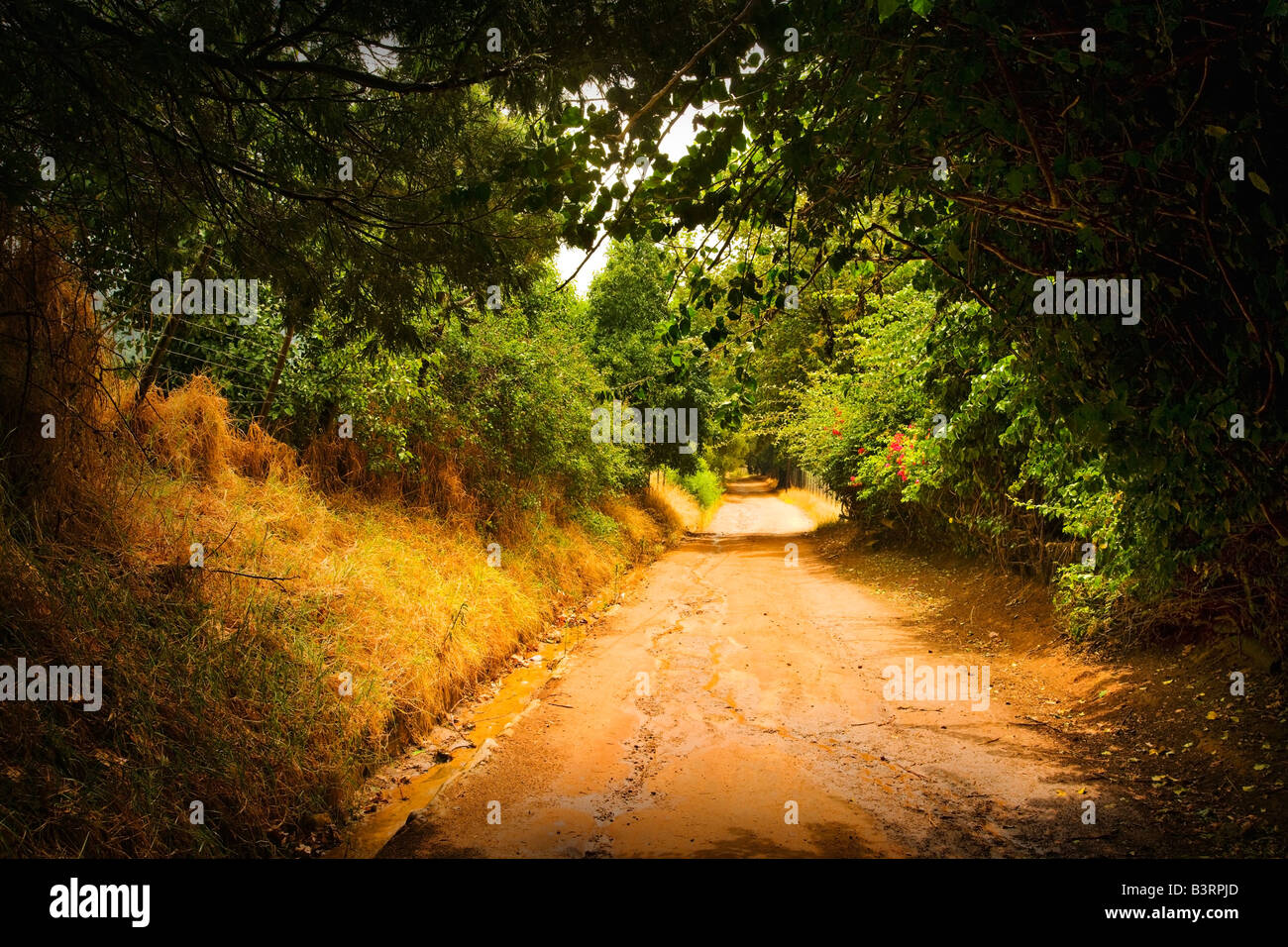 Una strada sterrata Foto Stock