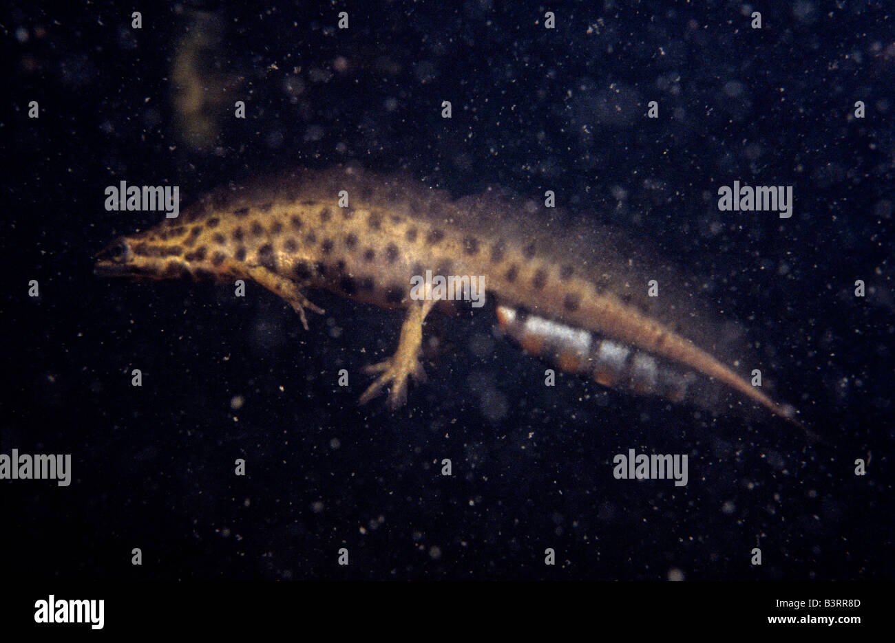 Salamander (Triturus vulgaris) nel selvaggio, Svezia Foto Stock