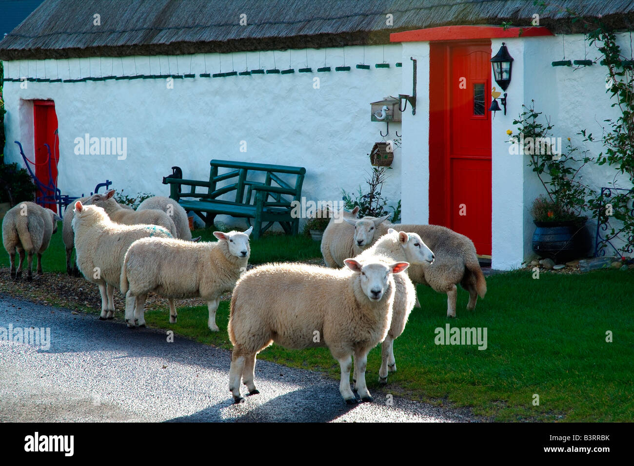Pecore al cottage tradizionale a Malin Head, Donegal, Irlanda Foto Stock