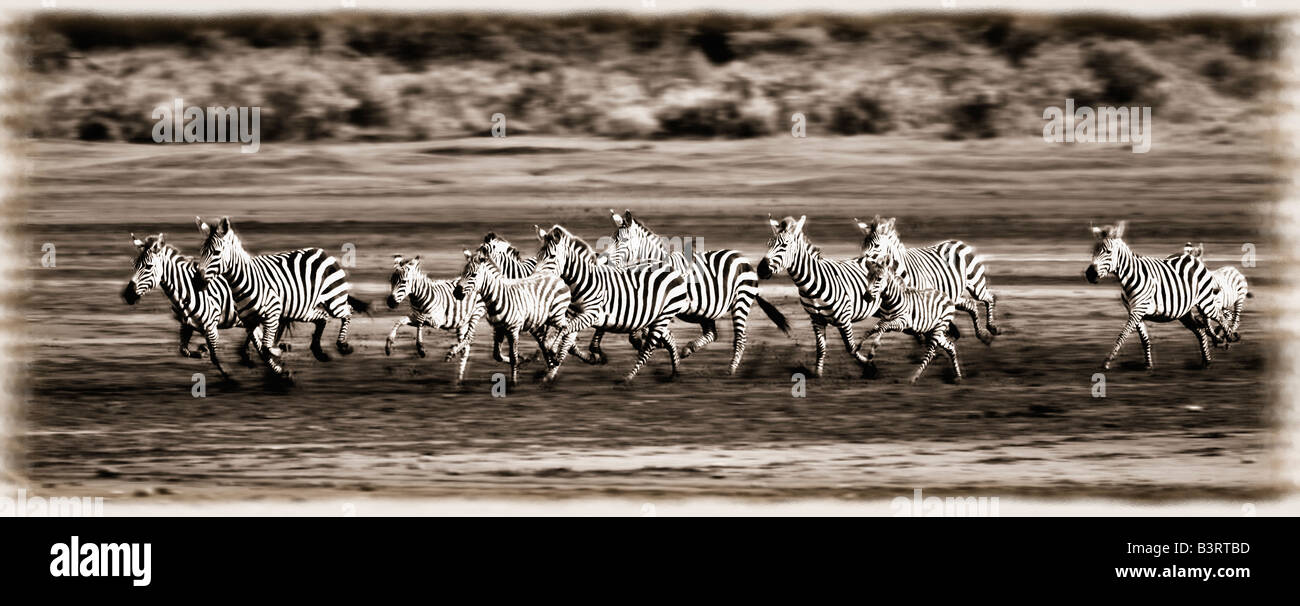 Esecuzione di zebre, Serengeti National Park, Tanzania Africa Foto Stock