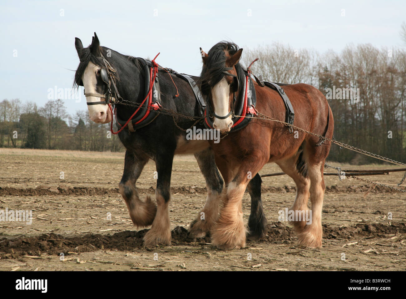 Shire cavalli tirando un aratro Foto Stock