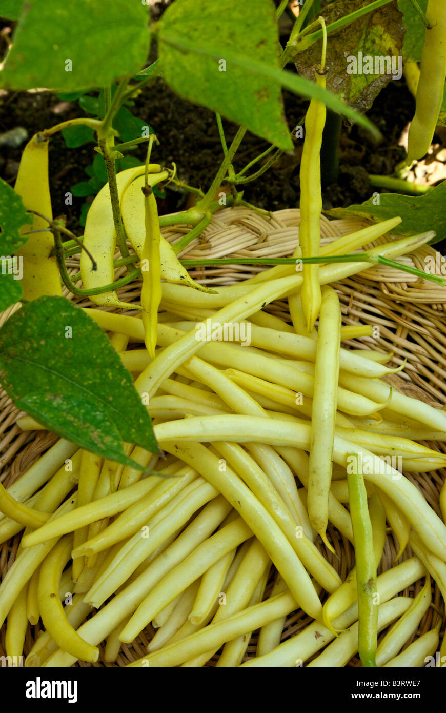 La raccolta di home cresciuto organico cera gialla bush fagioli Foto Stock