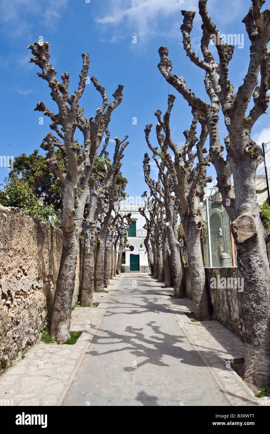 Vecchia strada di Anacapri, Capri, Italia Foto Stock