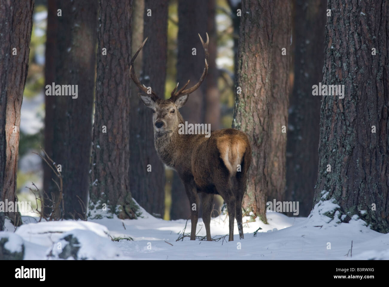 Red Deer cervo (Cervus elaphus) in una coperta di neve la foresta, Scozia. Foto Stock