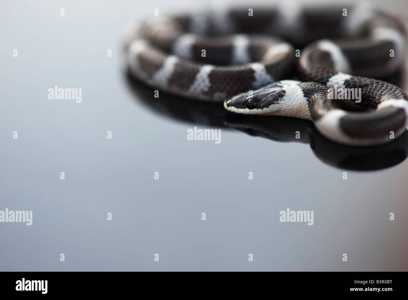 Lycodon septentrionalis. I capretti White-Banded Wolf Snake su sfondo scuro Foto Stock