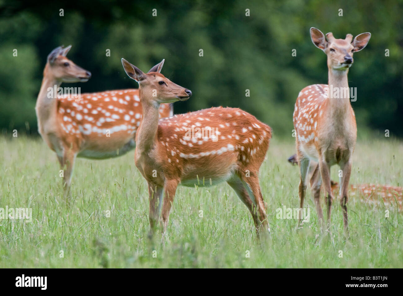 Avvistato cervi, Harrogate, nello Yorkshire, Inghilterra Foto Stock