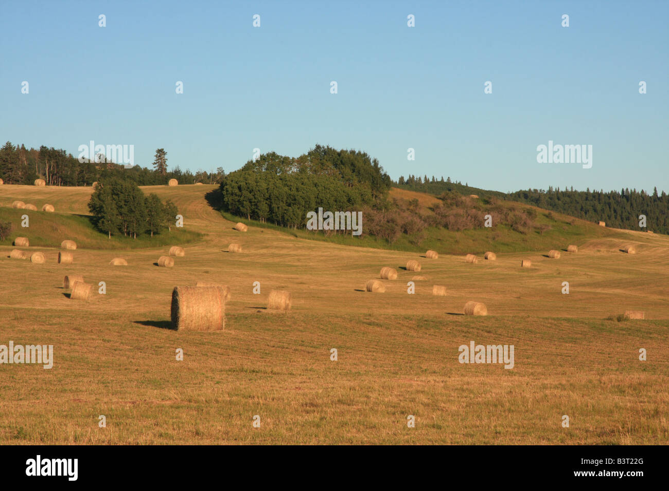 Balle di fieno su terreno coltivato a est di Calgary, Alberta Foto Stock