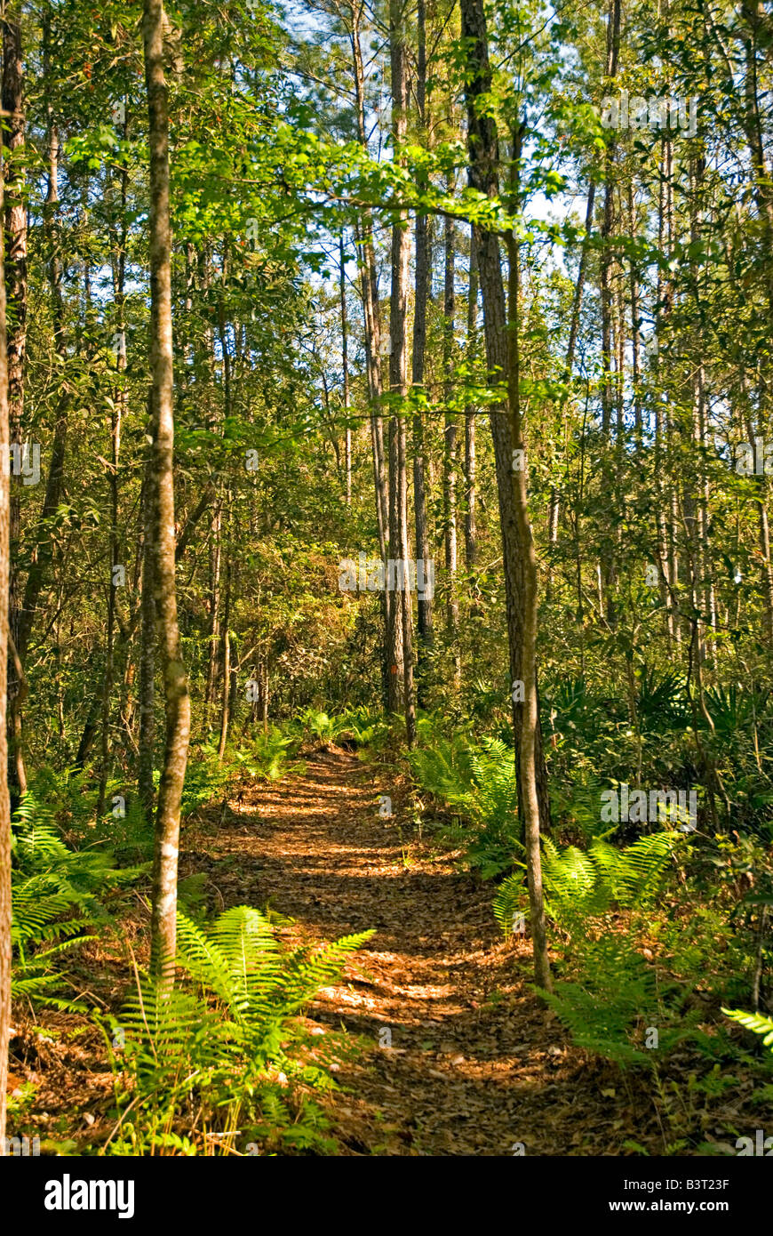 Florida Trail escursione attraverso il Etoniah Creek la foresta di stato in North Florida Foto Stock