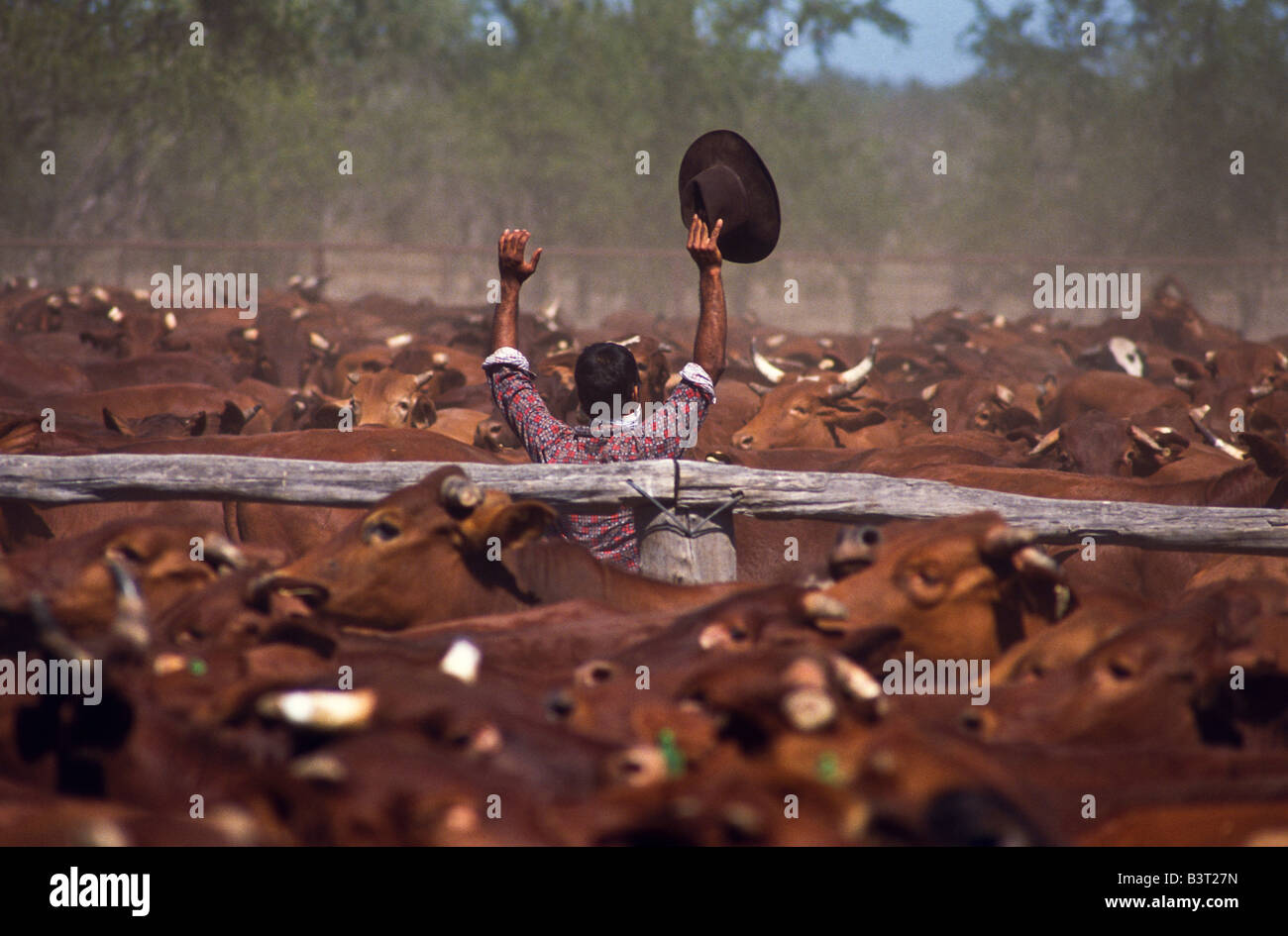 Raduno del bestiame, outback Australia Foto Stock