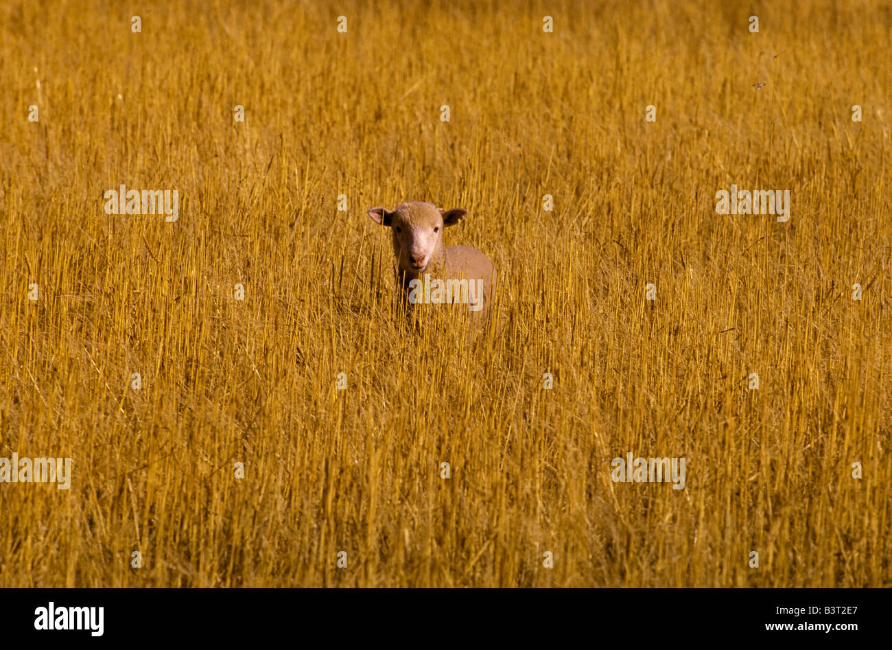 Pecore in campo, Australia Foto Stock