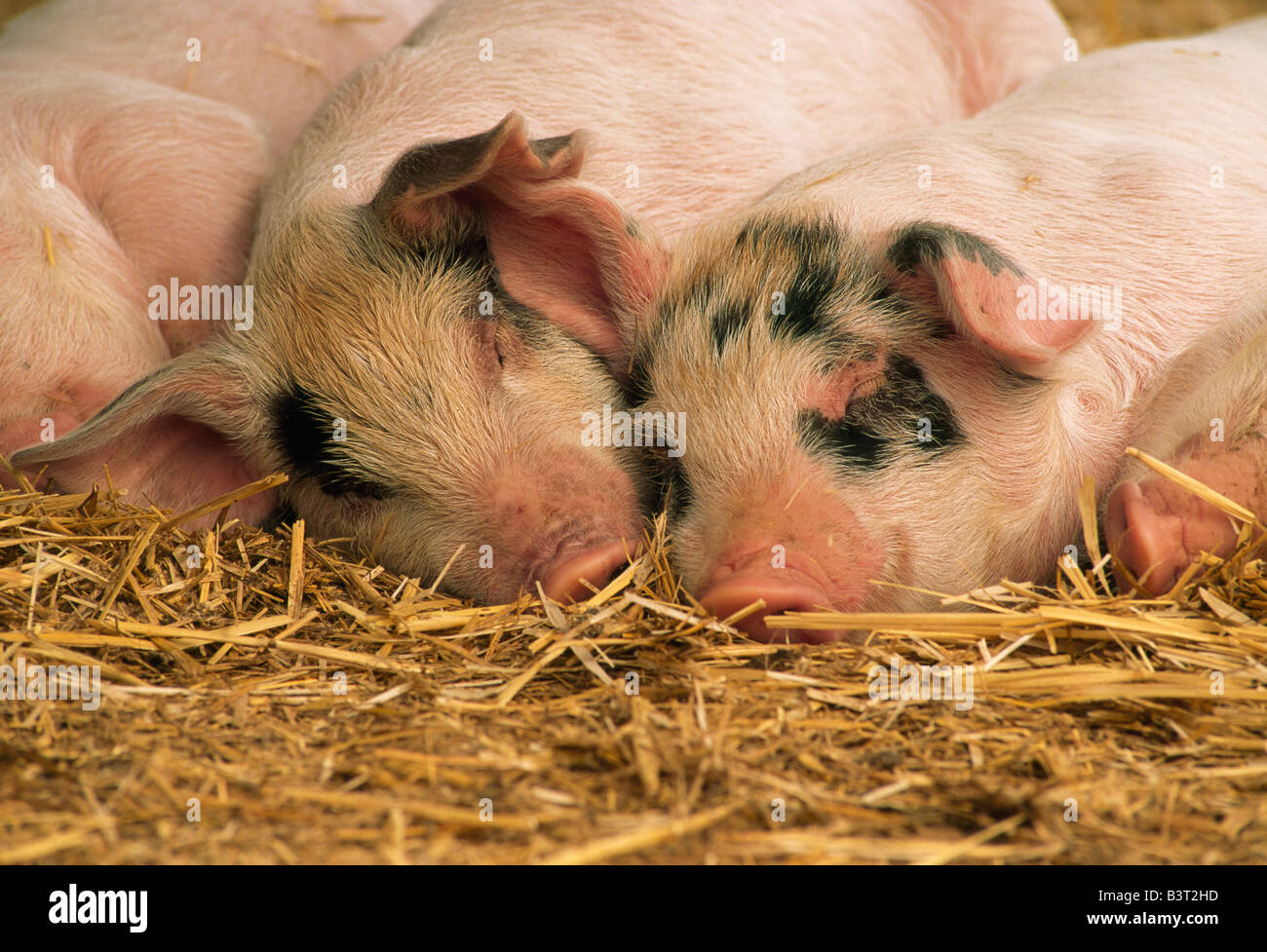 Due bambini porci in appoggio a penna, County Fair. Foto Stock