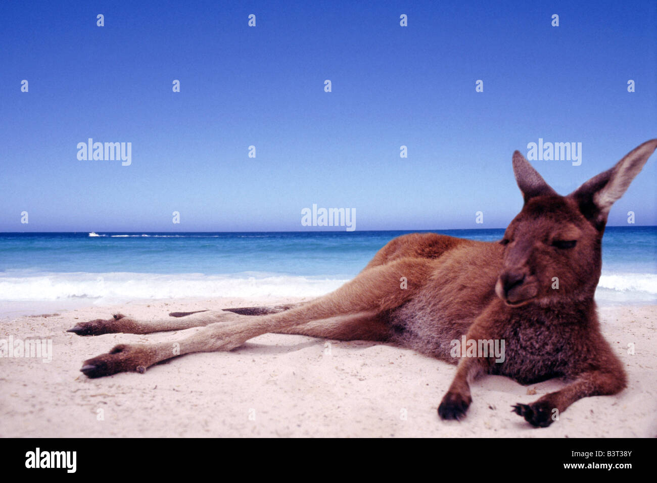 Un canguro rilassante su un deserto South West Australian beach durante il periodo estivo Foto Stock