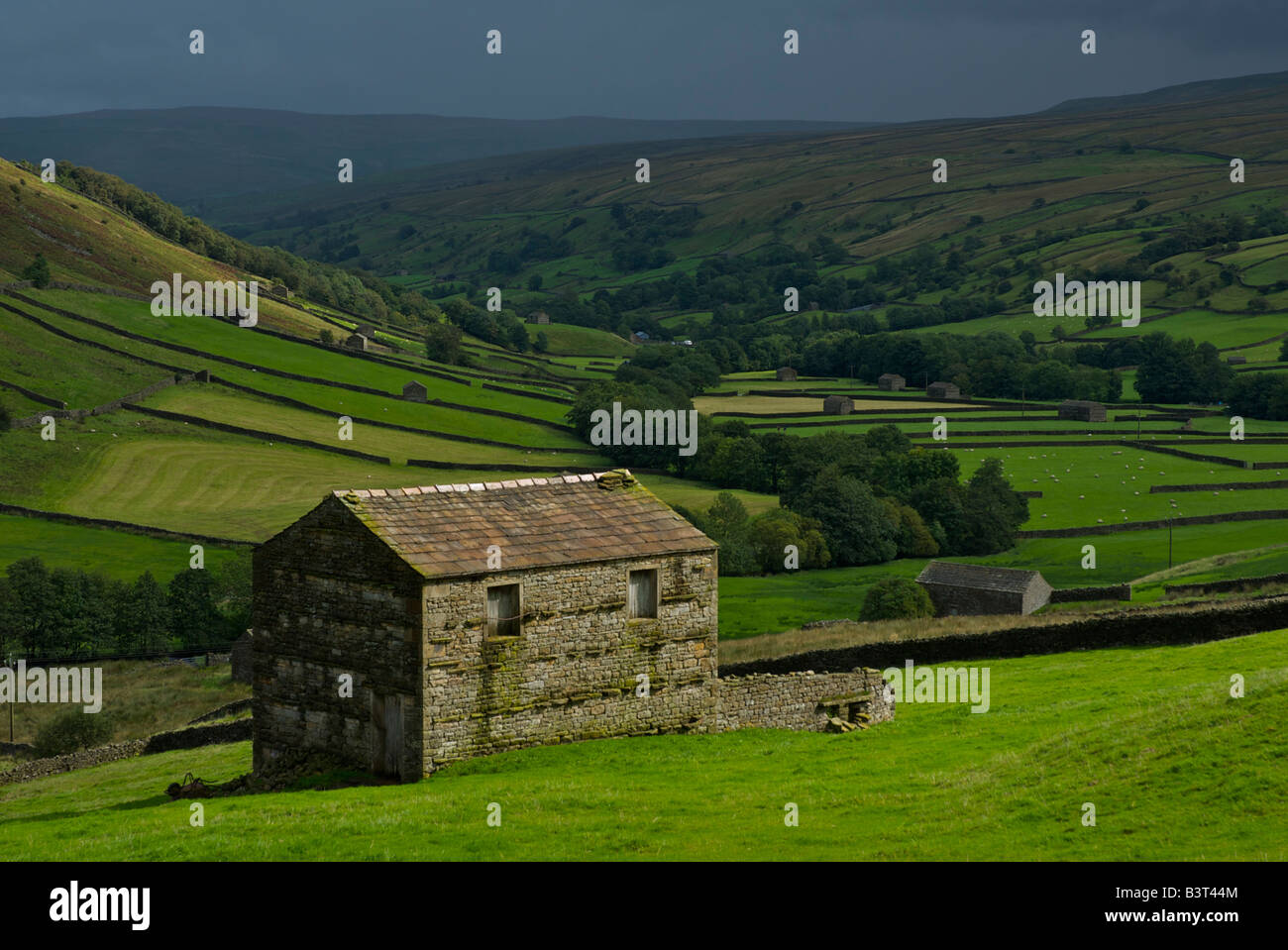 Campo fienili e muri in pietra a secco sul fianco della collina Kisdon tra Thwaite e Keld, Swaledale superiore, Yorkshire Dales REGNO UNITO Foto Stock