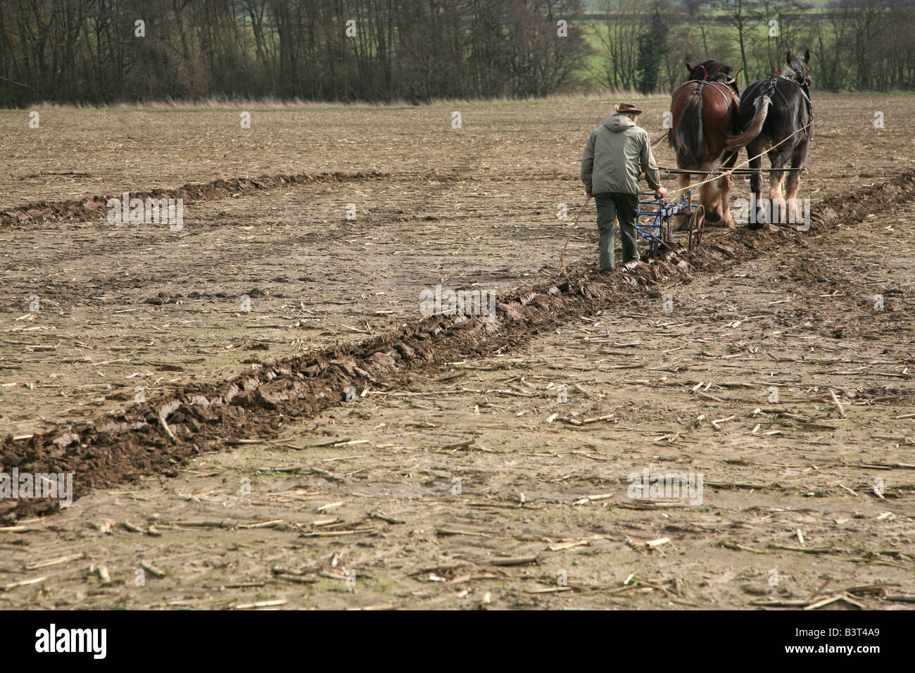 L'agricoltore utilizza Shire cavalli per arare un campo Foto Stock