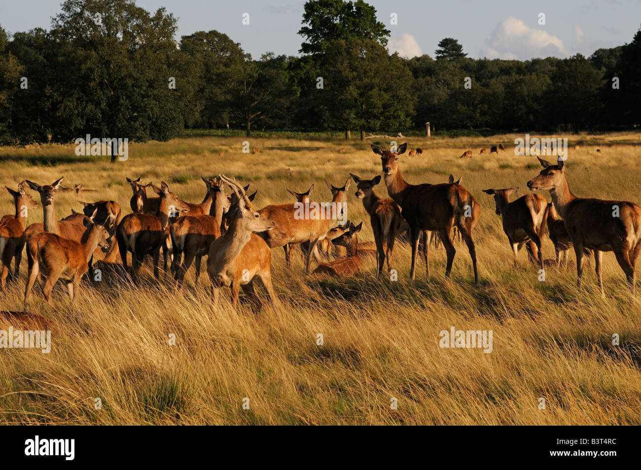 Red Deer in Richmond Park London REGNO UNITO Foto Stock