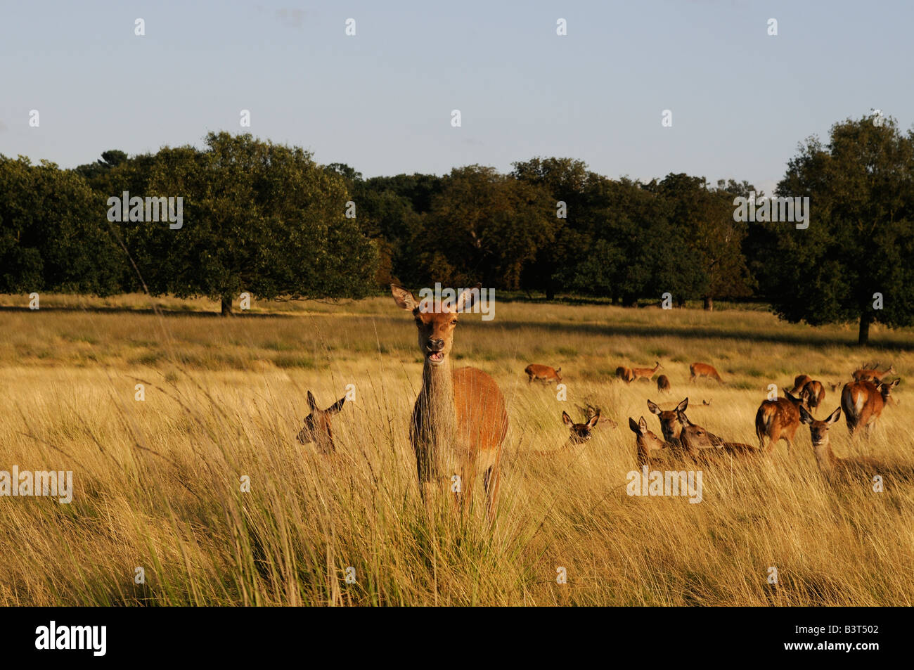 Red Deer in Richmond Park London REGNO UNITO Foto Stock