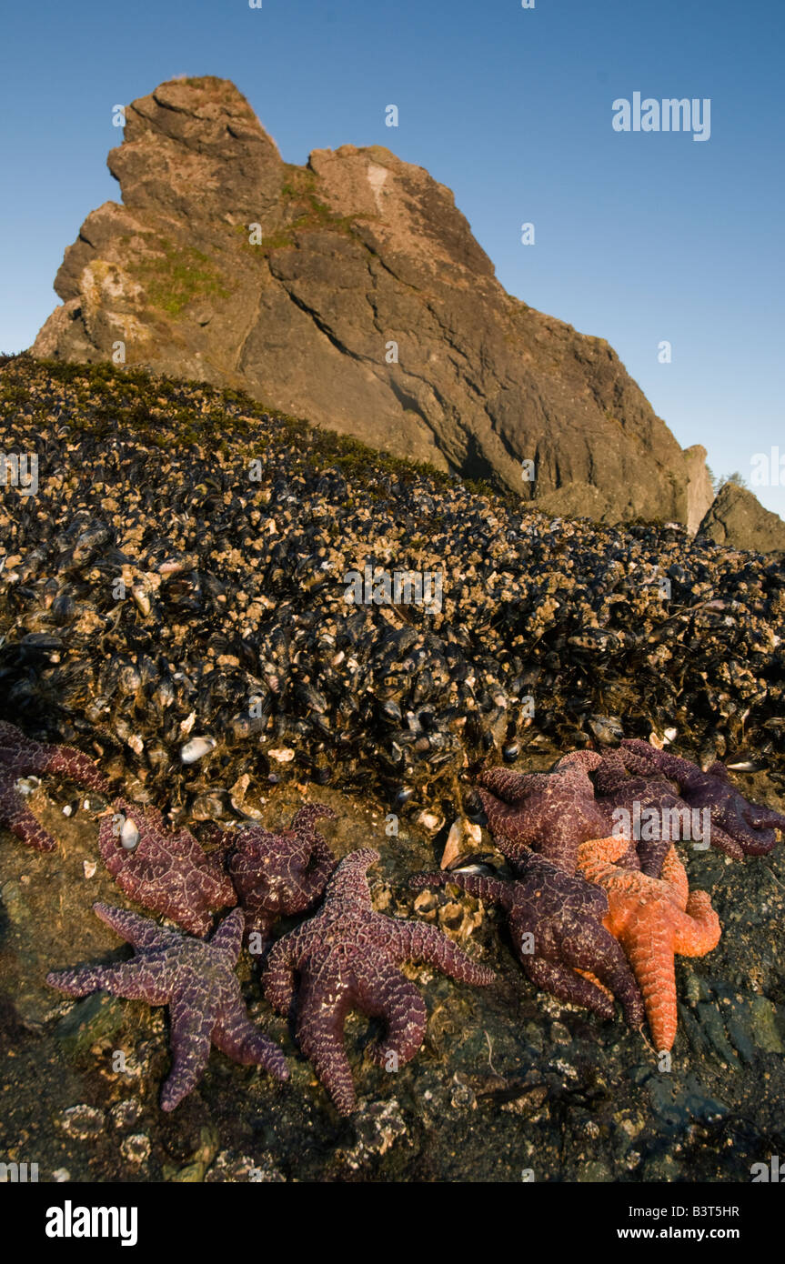 Ocra Seastars (Pisaster ochraceus) alimentazione su letti di cozze, Washington, il Parco Nazionale di Olympic, Shi Shi Beach Foto Stock
