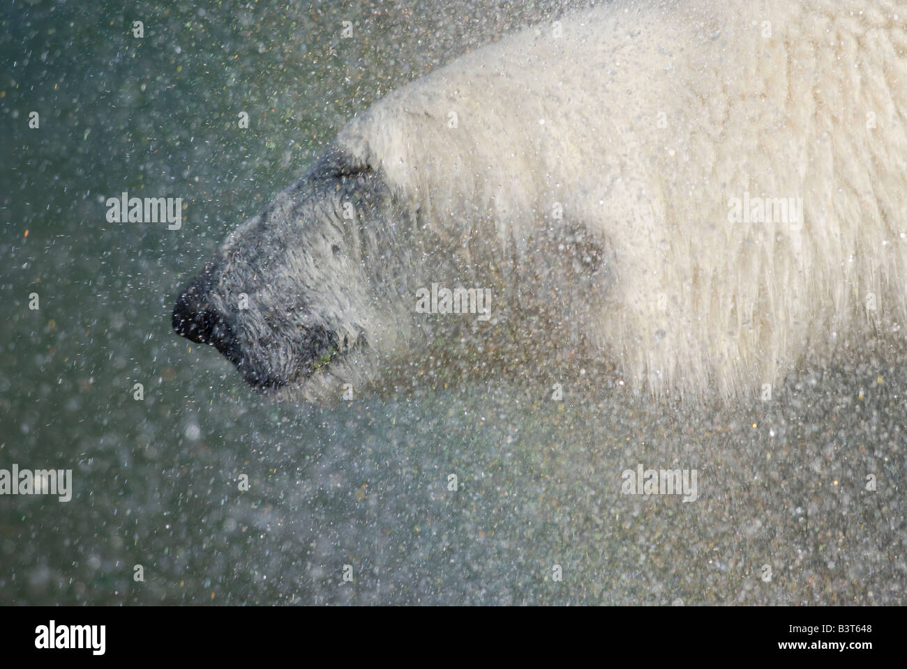 Orso polare (Ursus maritimus) nel rivestimento di risciacquo, Captive, Zoo, Finlandia. Foto Stock