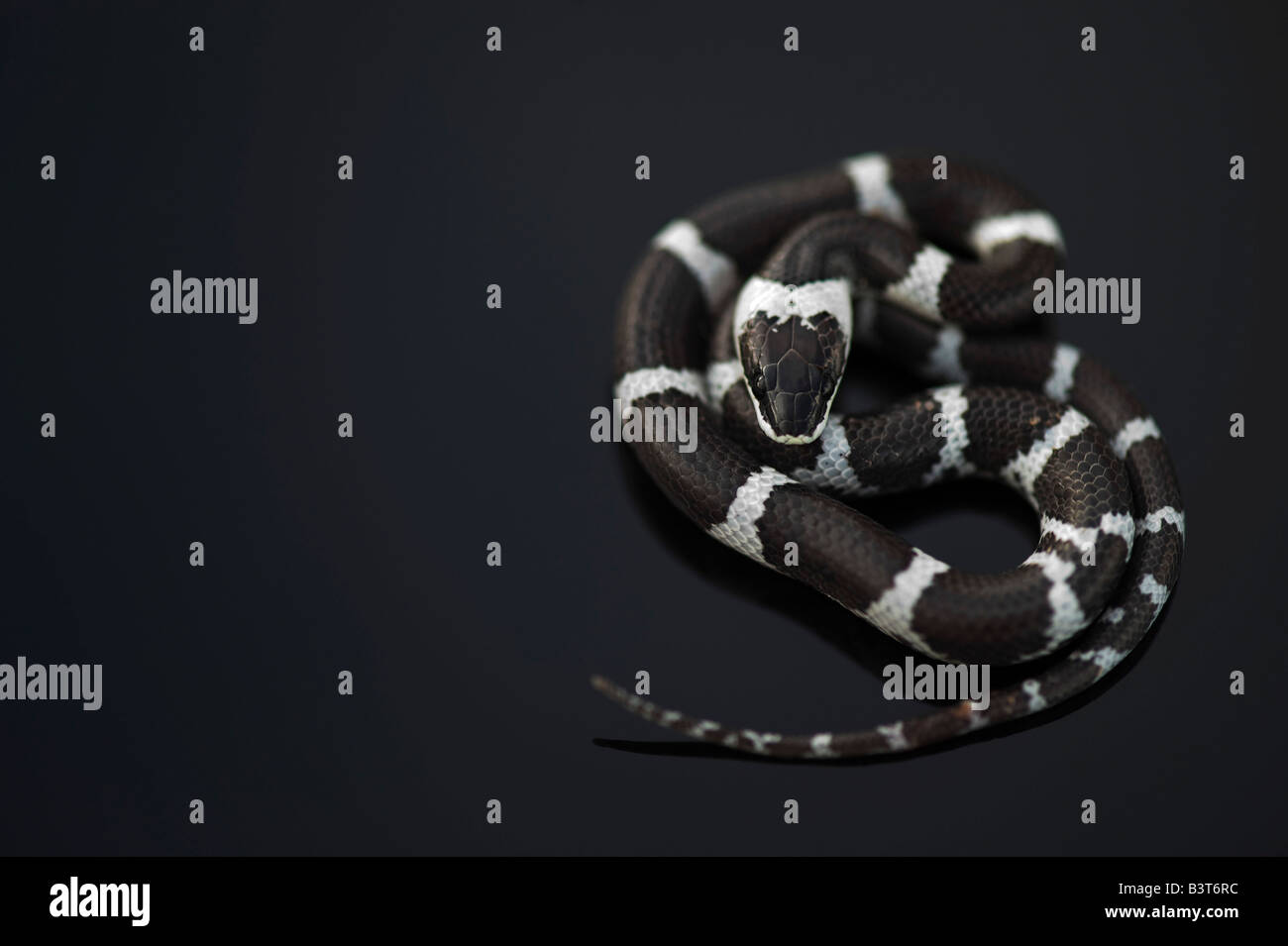 Serpente a strisce immagini e fotografie stock ad alta risoluzione - Alamy