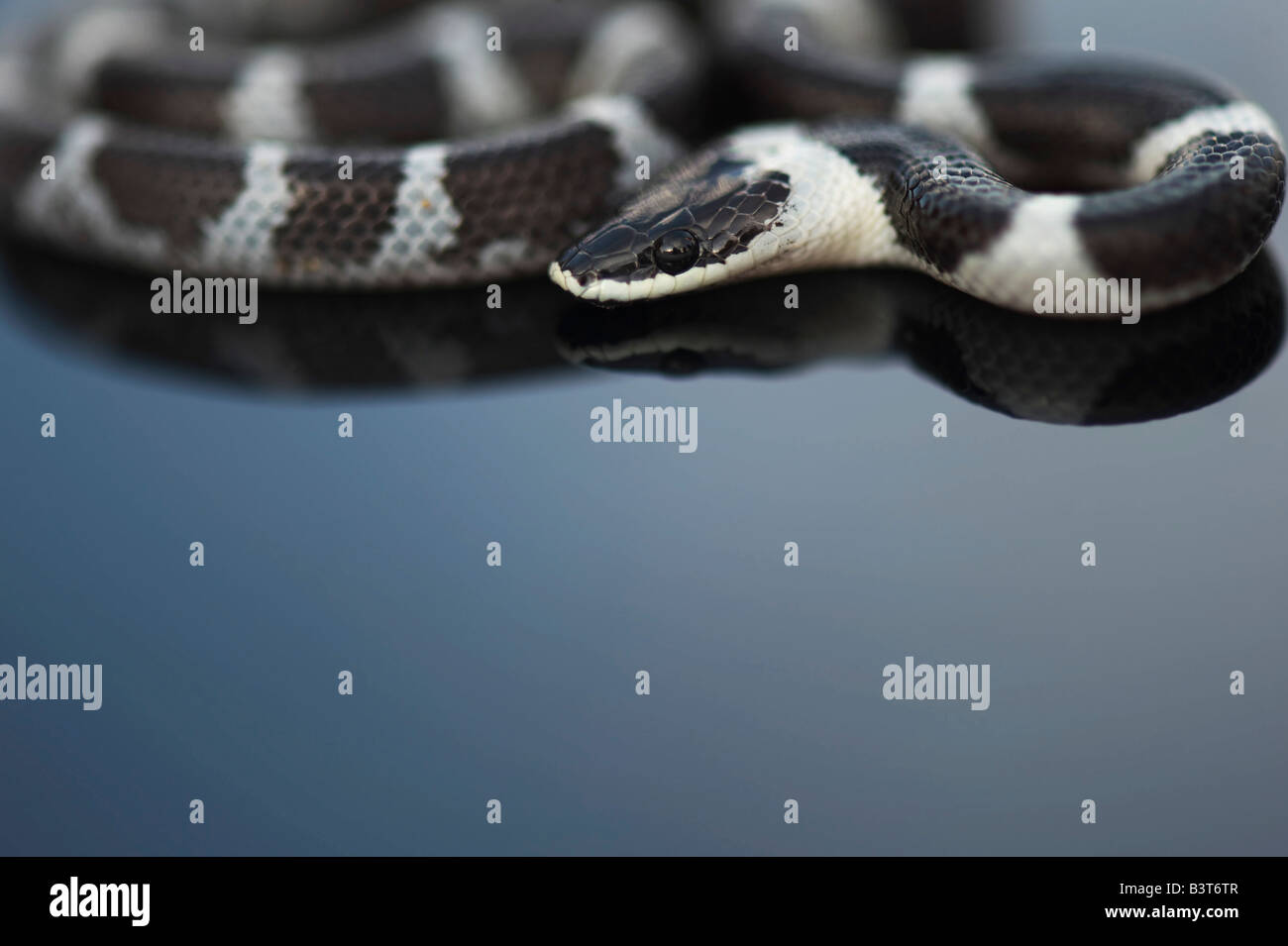 Lycodon septentrionalis. I capretti White-Banded Wolf Snake su sfondo scuro Foto Stock