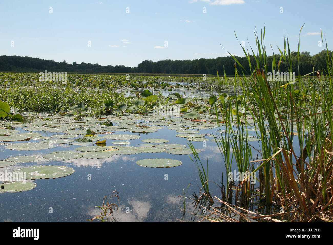 Marsh e ance a grandi prati National Wildlife Refuge (unità Concord ) in concordia, Massachusetts. Foto Stock