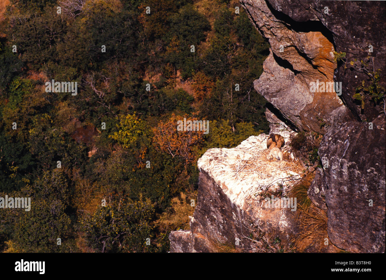 India, Madhya Pradesh , Bandhavgarh National Park. Un avvoltoio e il suo nido pulcino su una piccola sporgenza. Foto Stock