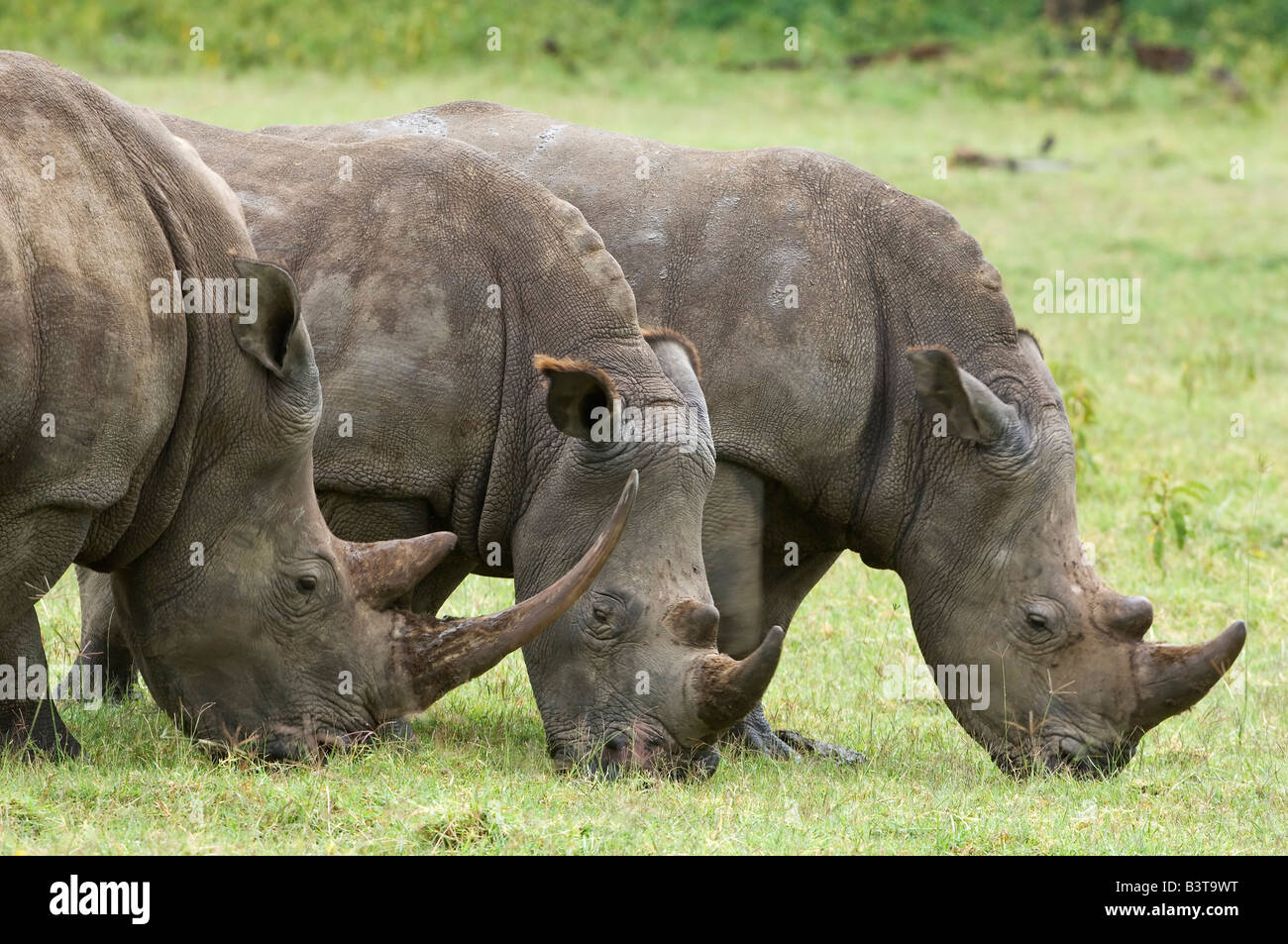 Africa, Kenya, Lake Nakuru National Park. Tre bianchi rinoceronti al pascolo. Foto Stock