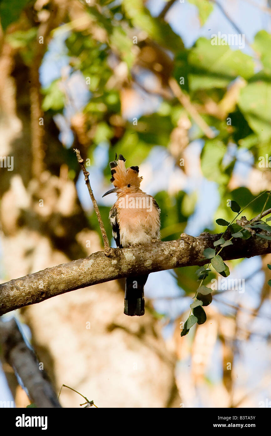 Africa, Oceano Indiano, Madagascar. Upupa uccello appollaiato sul lembo di albero. Foto Stock