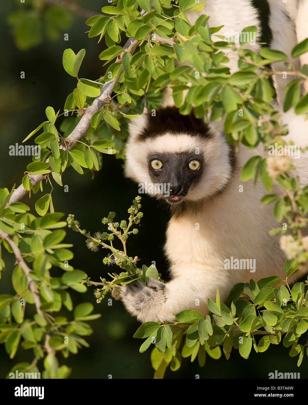 Africa, Oceano Indiano, Madagascar. La Verreaux sifaka appeso nella struttura ad albero. Foto Stock