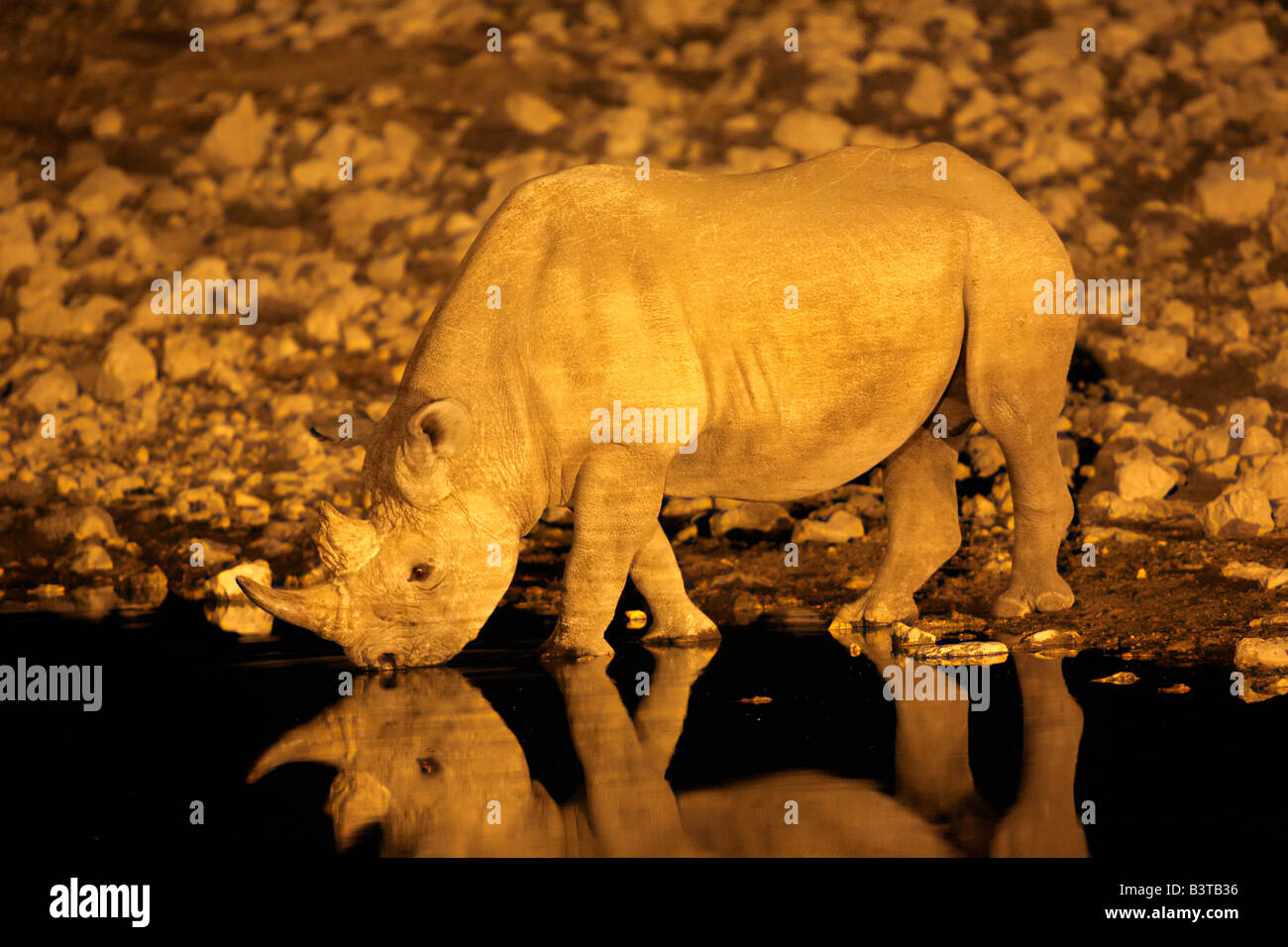 Africa, Namibia, Etosha NP. Rinoceronte nero (Diceros simum) bere alla Okakeujo waterhole di notte. Foto Stock