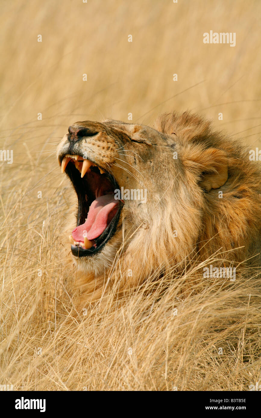 Ritratto di Leone africano (Panthera leo) sbadigli. Foto Stock