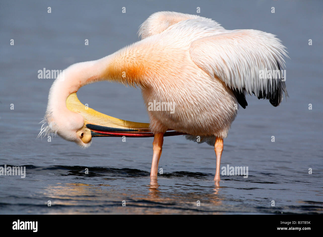 Africa, Namibia, Walvis Bay. Grande (orientale) bianco Pelican preening. Foto Stock