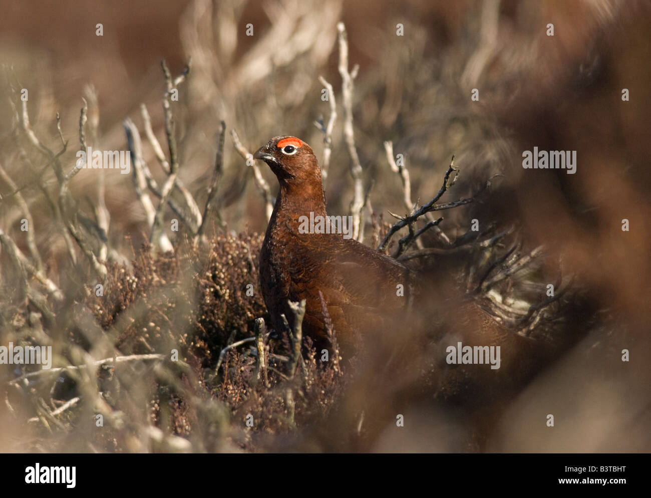 Maschio di gallo forcello rosso (Lagopus lagopus), Yorkshire Dales National Park Foto Stock