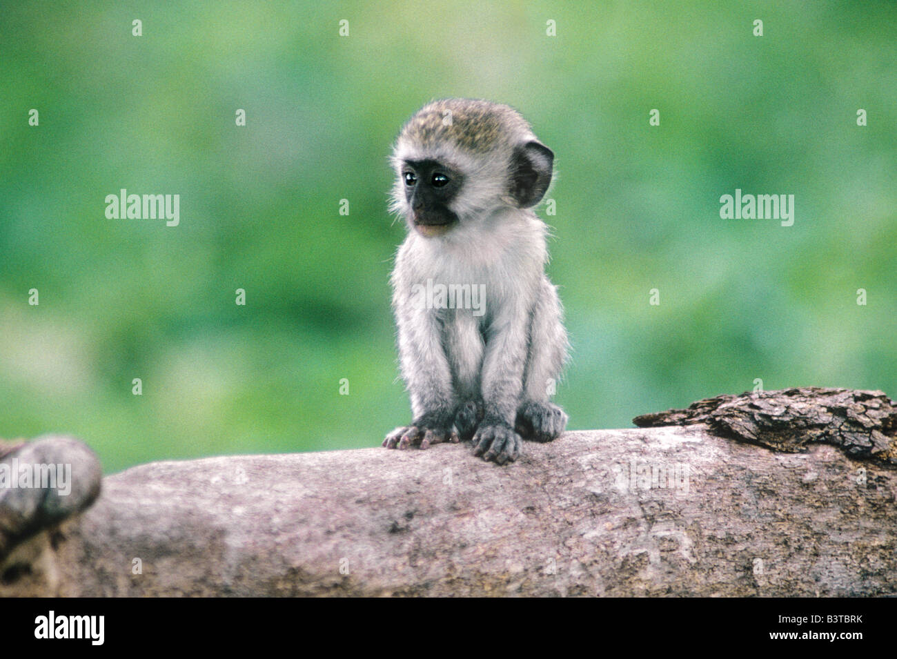 Africa, Tanzania, Ngorogoro cratere. Close-up di wild vervet monkey baby sul log. Foto Stock