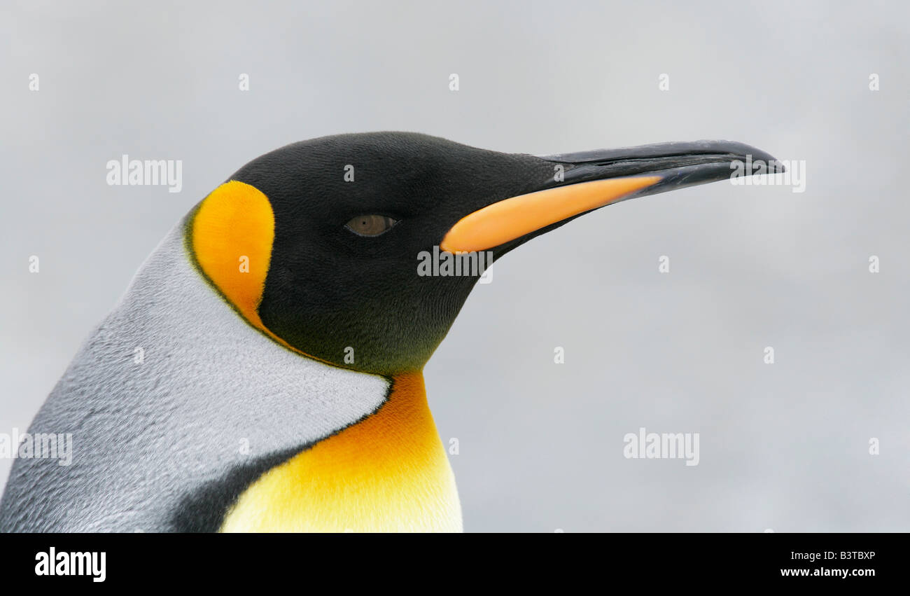 Sud Atlantico, Isola Georgia del Sud. Profilo di pinguino reale testa. Foto Stock