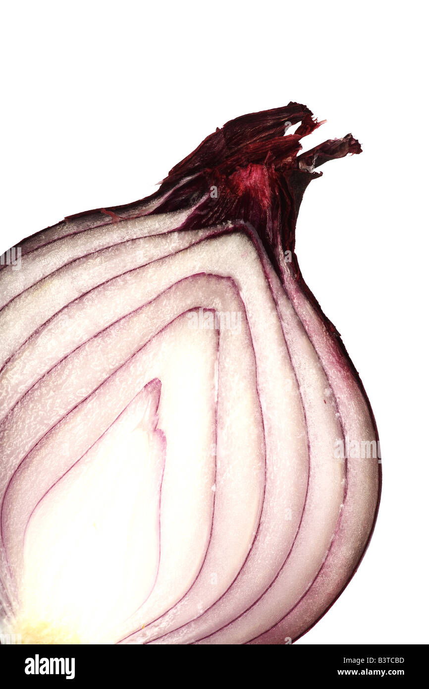 Onion Sezione trasversale Foto Stock