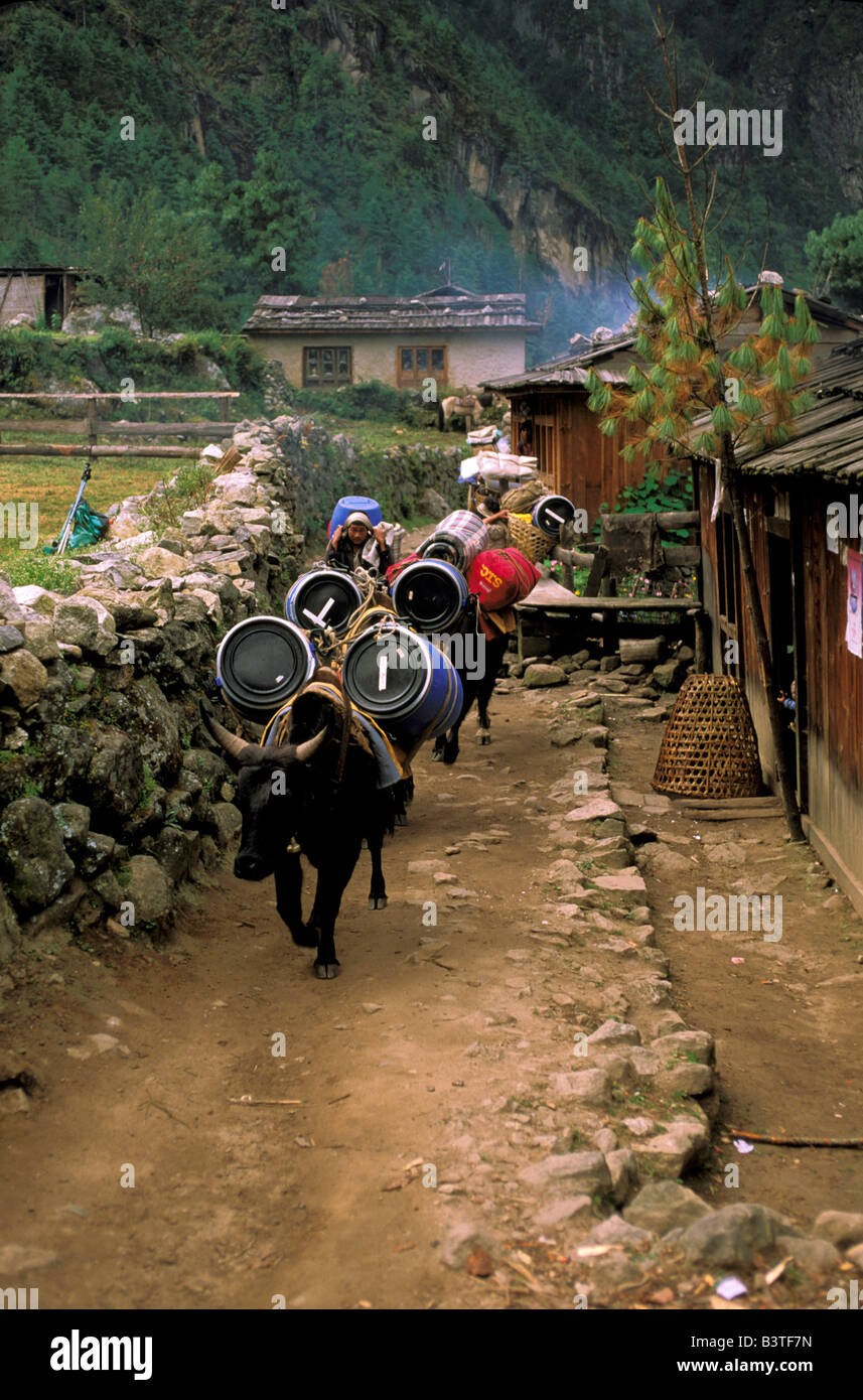 Asia, Nepal. Yak a piedi attraverso la città. Foto Stock