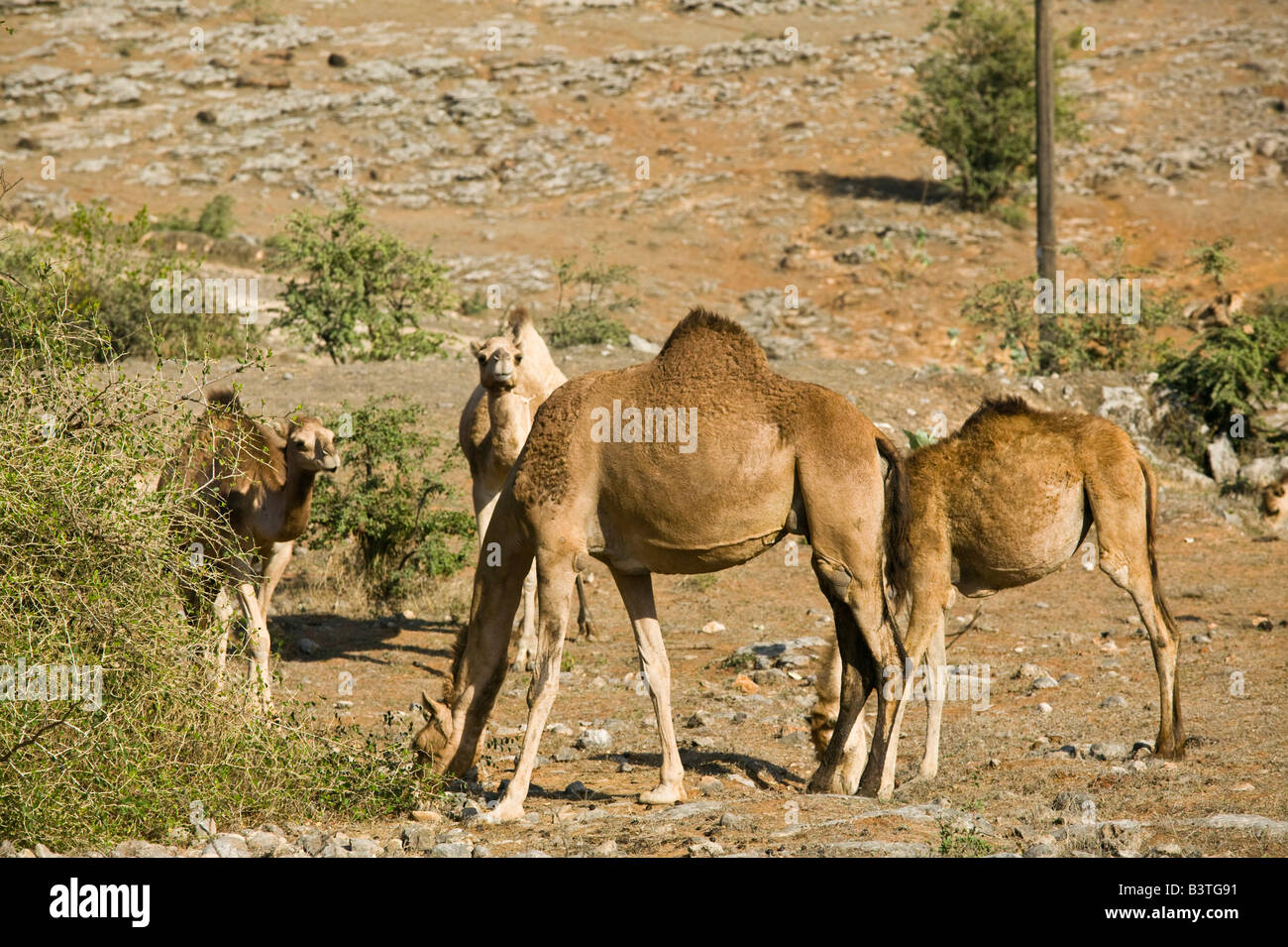 Oman, Regione di Dhofar, Salalah. Allevamento di cammelli nel Dhofar montagna sulla strada per il lavoro la tomba di Foto Stock