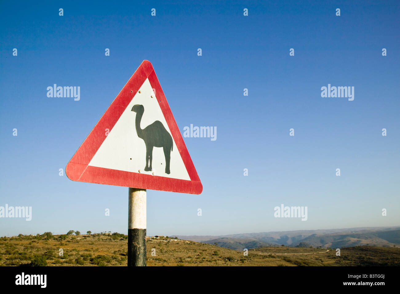 Oman, Regione di Dhofar, Salalah. Attraversamento del cammello segno nel Dhofar montagne / mattina Foto Stock