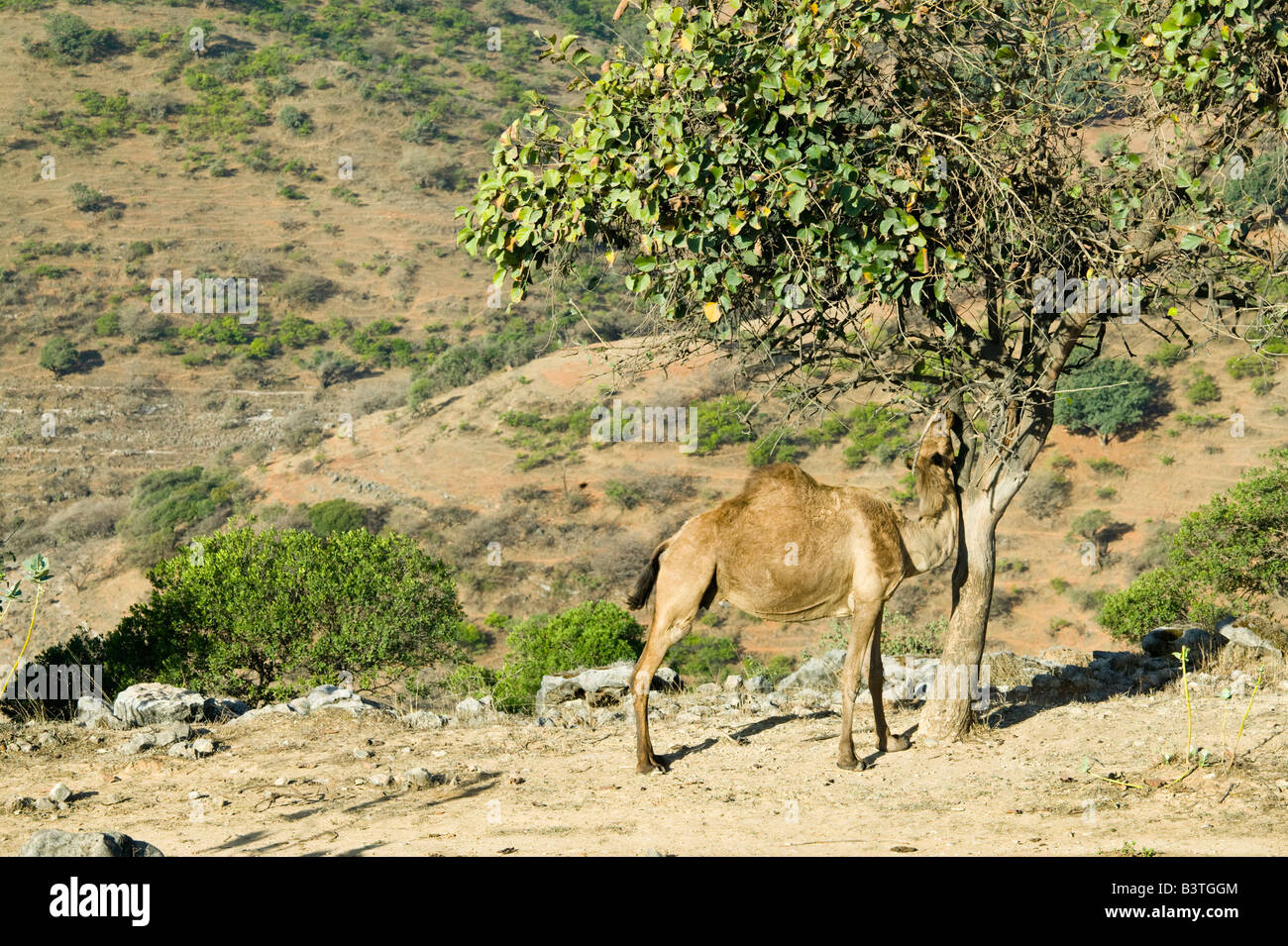 Oman, Regione di Dhofar, Salalah. Camel nel Dhofar montagne / mattina Foto Stock