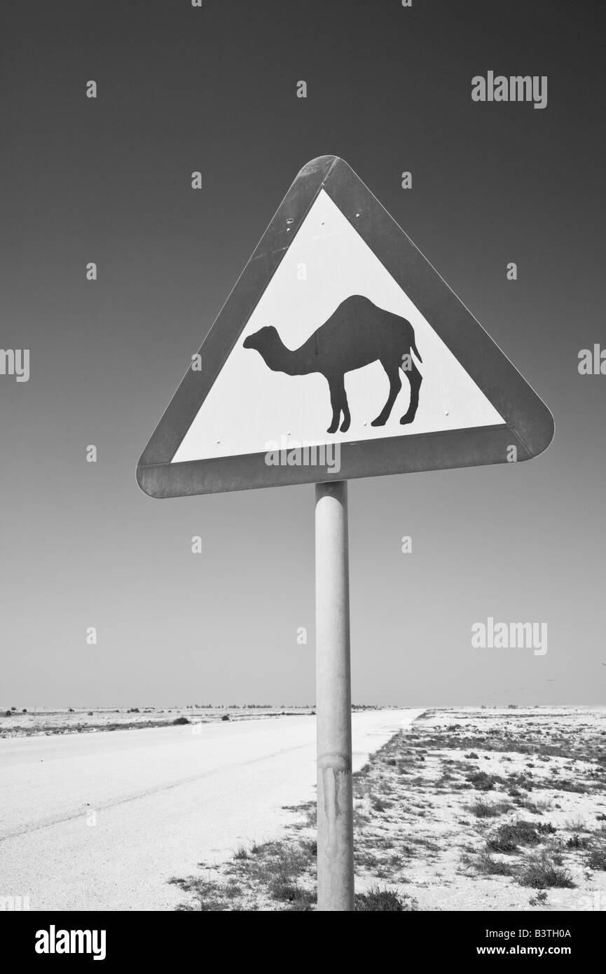 Il Qatar, Al Zubarah. Attraversamento del cammello Sign-Road a Al-Zubarah NW Qatar Foto Stock