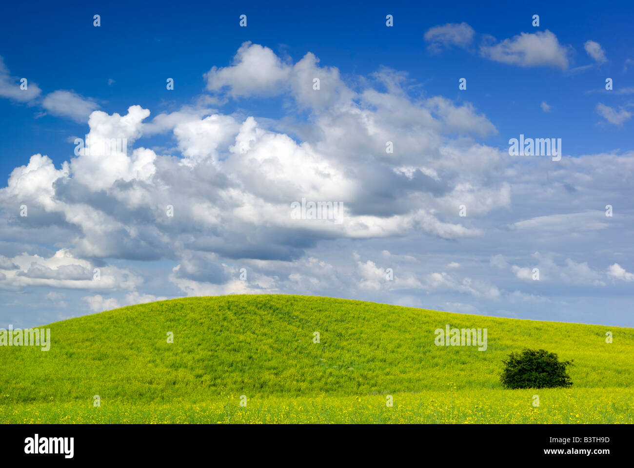 Paesaggio estivo - vista satura di prato. L'Europa, la Polonia. Adobe RGB (1998). Foto Stock