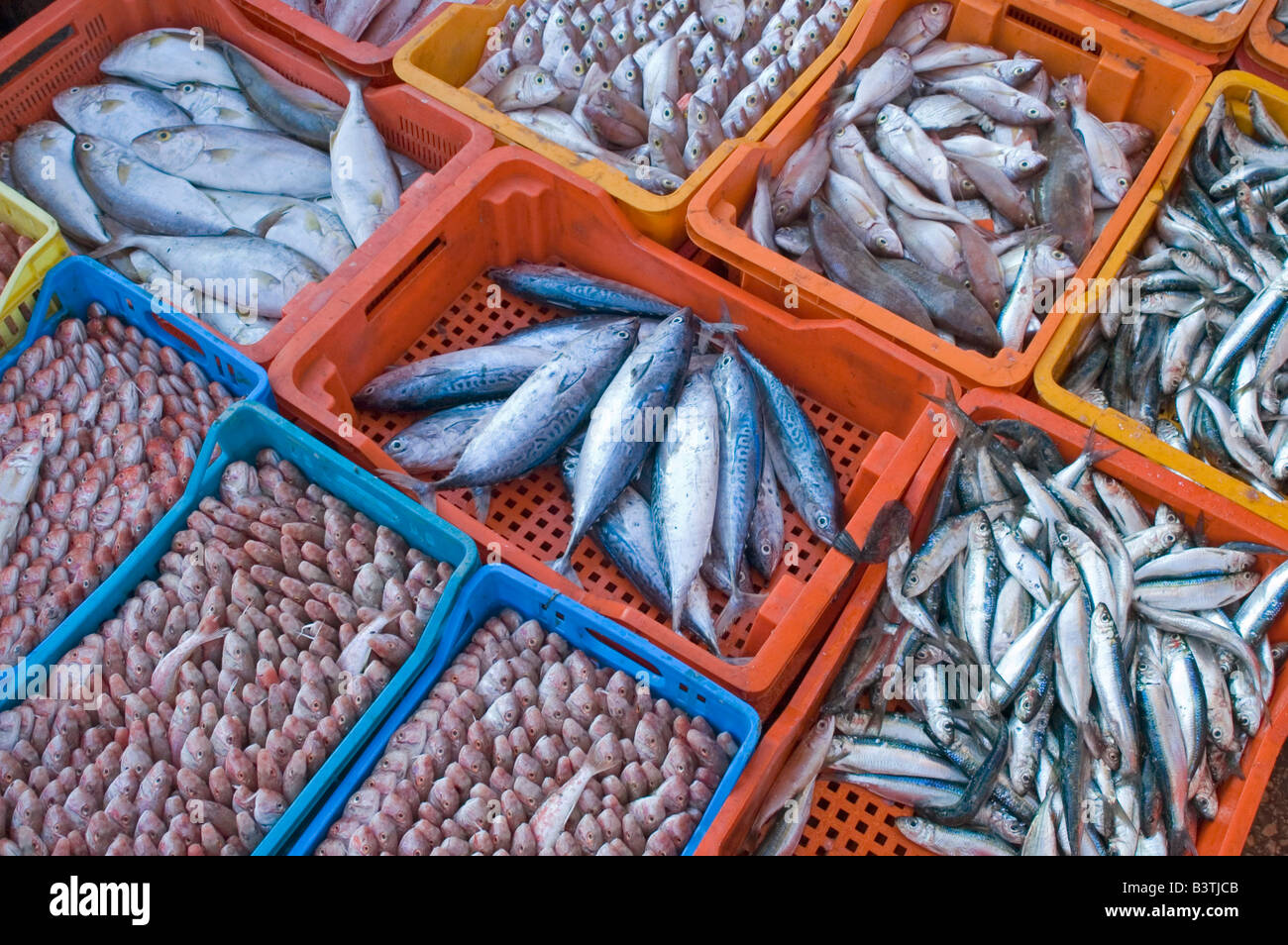 Mercato del pesce a Tripoli Foto Stock