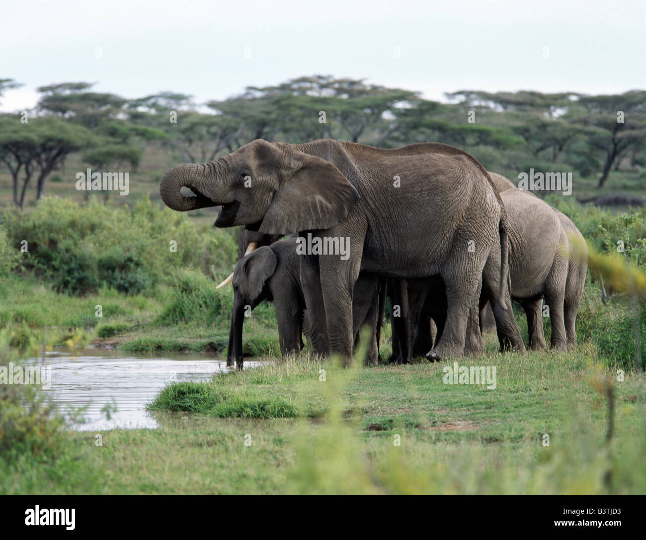Tanzania, Ngorongoro Conservation Area, Ndutu. Un branco di elefanti bevande a partire da una piscina con acqua dolce vicino al lago Ndutu, un lago stagionale che confina con il Parco Nazionale del Serengeti.Un numero di elefanti in questa zona sono tuskless, di una anomalia genetica che sembra non li influenzi negativamente. Foto Stock