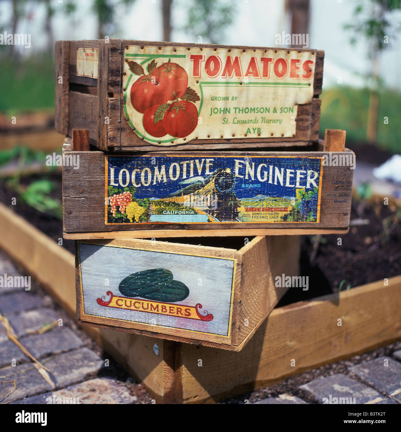 Una pila di pomodori vintage, cetrioli e legno d'uva California, legno da giardinaggio contenitori scatole casse in un giardino centro Inghilterra UK KATHY DEWITT Foto Stock