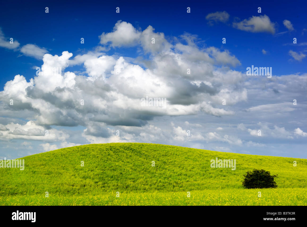 Paesaggio estivo - vista satura di prato. L'Europa, la Polonia. Adobe RGB (1998). Foto Stock