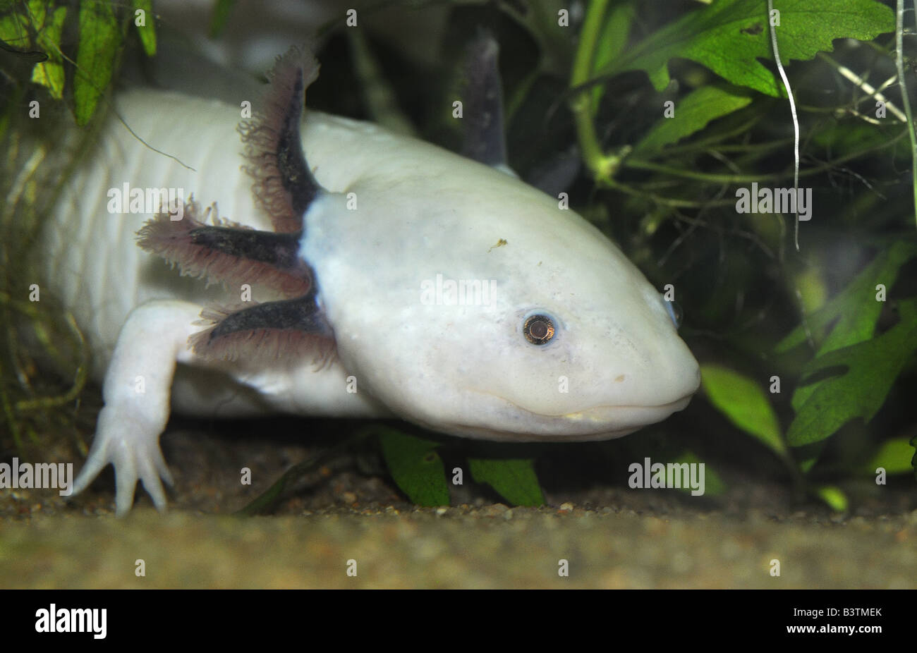 Axolotl Ambystoma mexicanum Aquarium di Vancouver in Canada Foto Stock