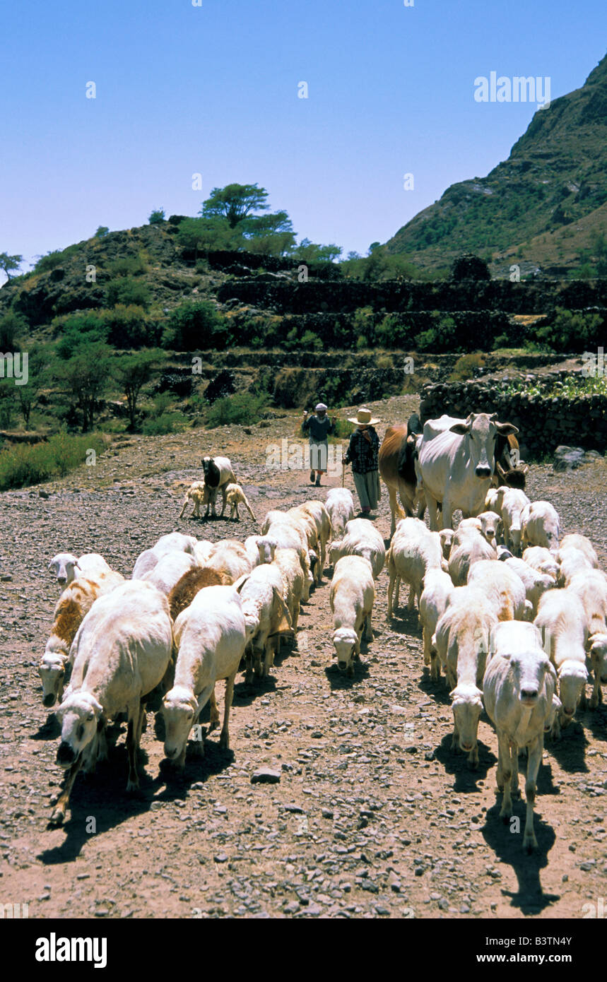 Asia, Yemen, Haraz montagne, Kahil. Sheepherders e pecore. Foto Stock